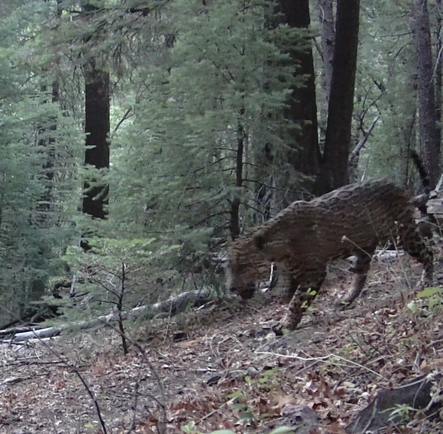 jaguar-sighting